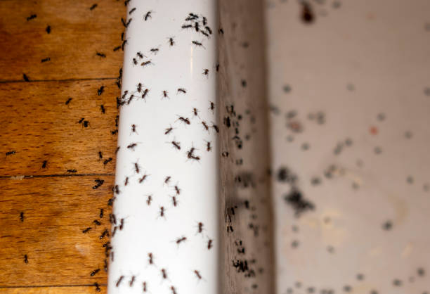 Best Pest Prevention Services  in Staples, CT