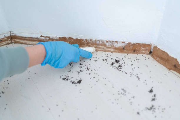  Staples, CT Pest Control Pros